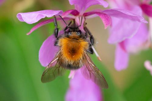 Bombus sp.