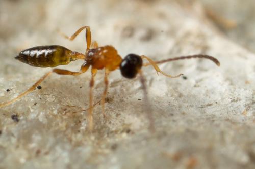 Diaeretellus ephippium