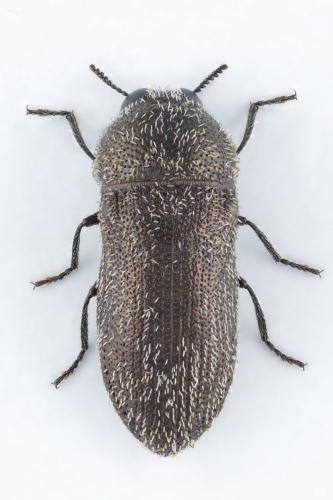 Réf. 315 088 : Acmaeoderella gibbulosa