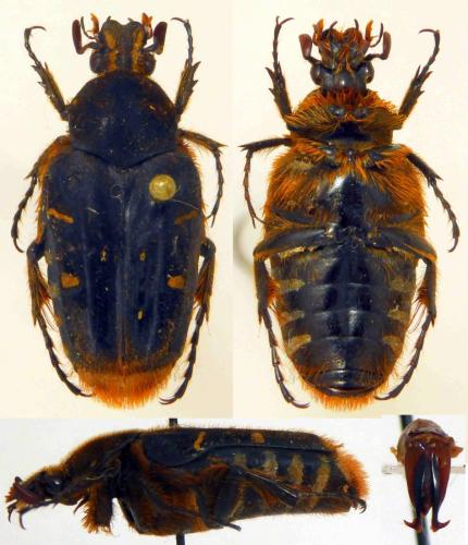 Taeniodera zebraea