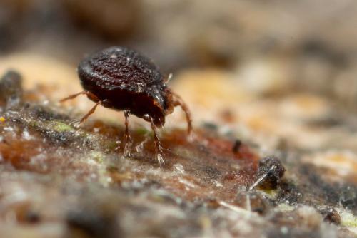 Réf. 315 927 : Cepheus sp.