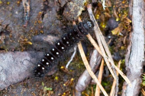 Acronicta auricoma