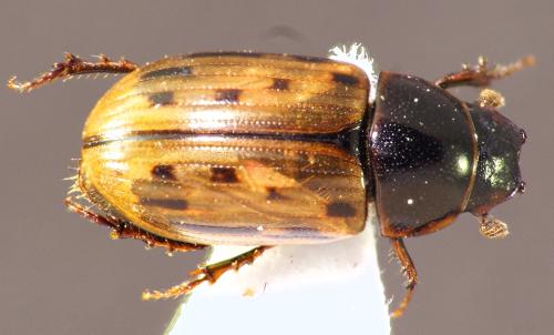 Chilothorax conspurcatus