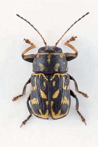 Pachybrachis sp.
