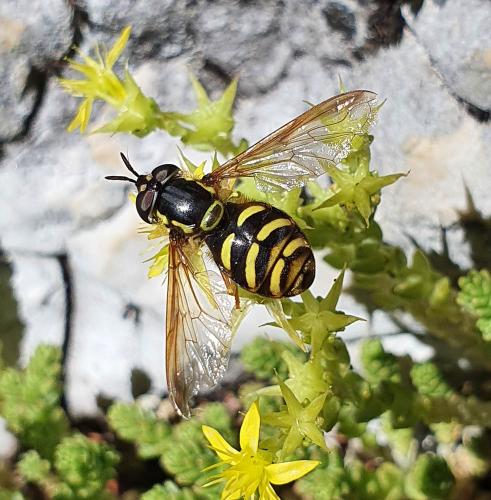 Réf. 315 999 : Chrysotoxum intermedium