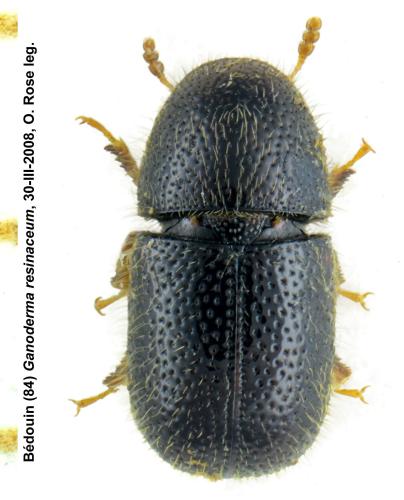 Xylographus bostrichoides