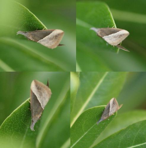 Hypena lividalis