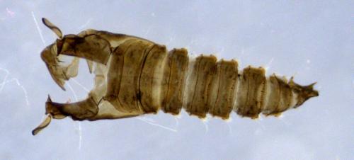 Réf. 315 787 : Clogmia albipunctata