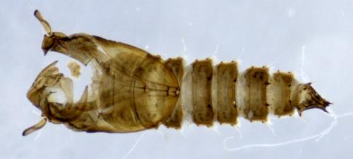 Clogmia albipunctata