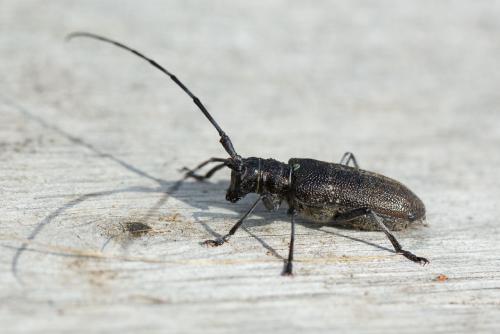 Réf. 315 757 : Monochamus sutor