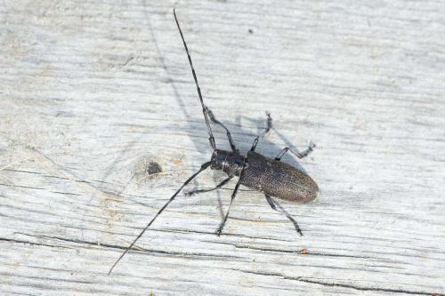 Réf. 315 756 : Monochamus sutor
