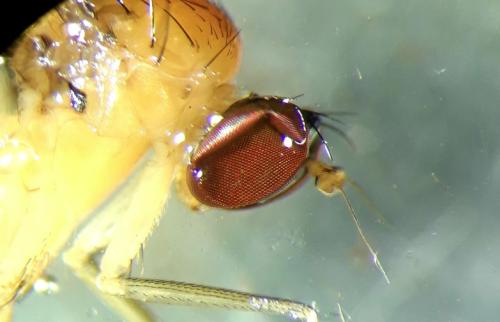 Neurigona quadrifasciata