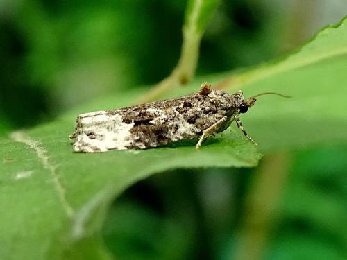 Réf. 315 426 : Apotomis capreana