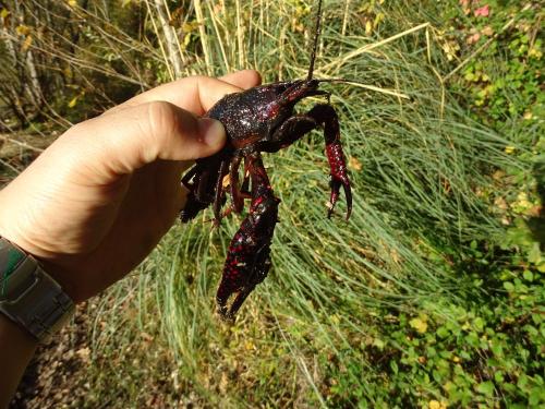 Réf. 315 109 : Procambarus clarkii