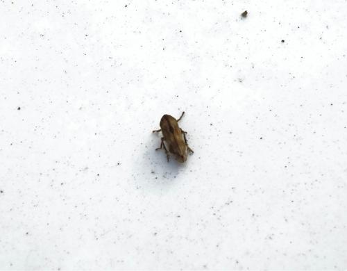 Neophilaenus sp.