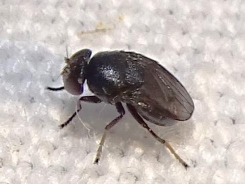 Discomyza incurva