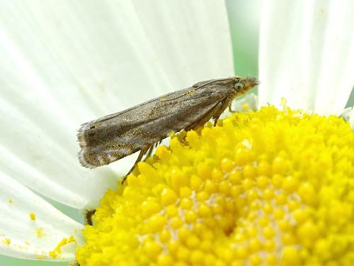 Réf. 315 575 : Dichrorampha aeratana