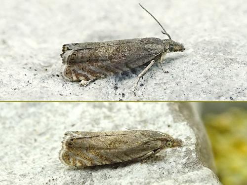 Réf. 315 576 : Dichrorampha aeratana