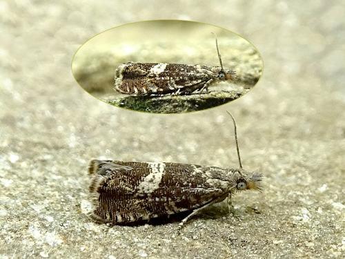 Dichrorampha agilana