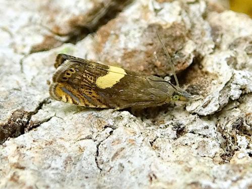 Dichrorampha petiverella