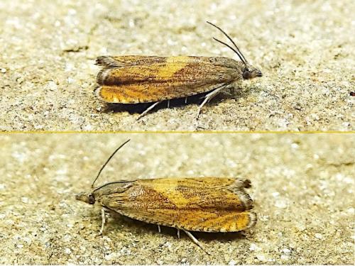 Dichrorampha vancouverana