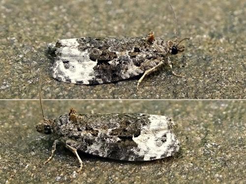 Réf. 315 427 : Apotomis capreana