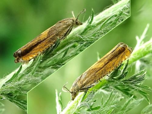 Dichrorampha vancouverana