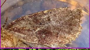 Réf. 315 080 : Charanyca ferruginea