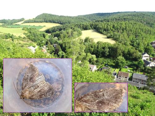 Réf. 315 051 : Charanyca ferruginea