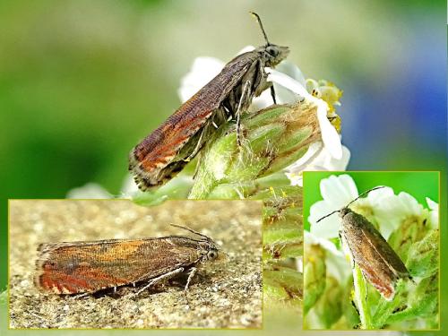 Réf. 315 621 : Dichrorampha vancouverana