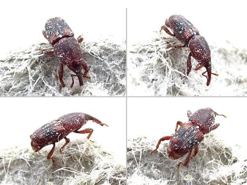 Réf. 315 867 : Sitophilus sp.