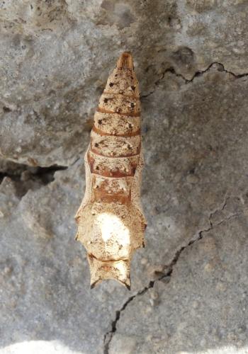 Aglais urticae