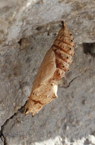 Aglais urticae