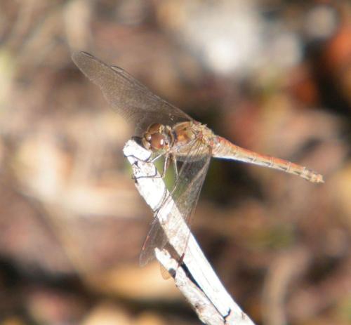 Sympetrum striolatum