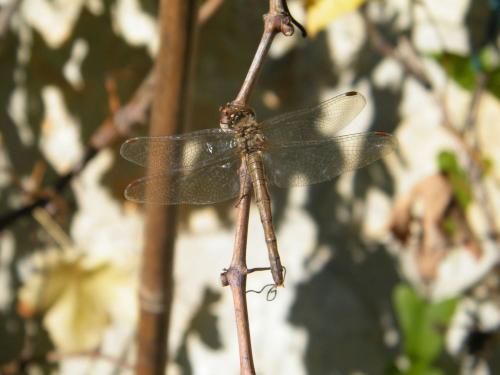 Réf. 315 668 : Sympetrum sp.