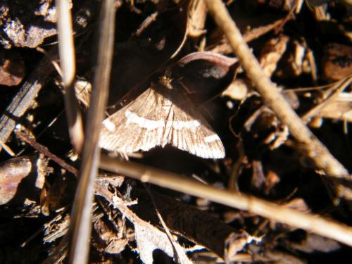 Réf. 315 532 : Spoladea recurvalis