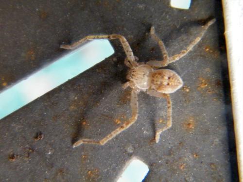 Olios argelasius