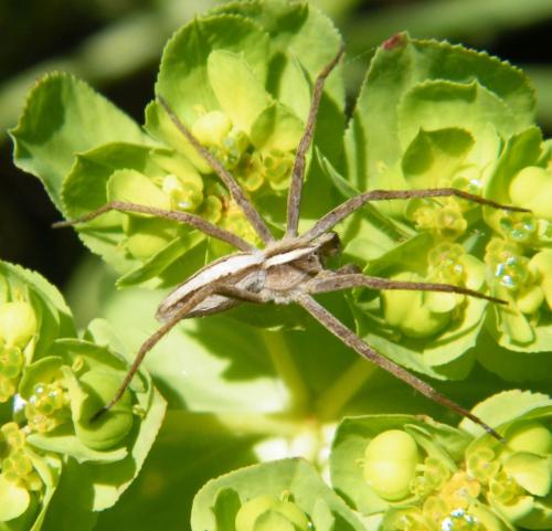 Pisaura mirabilis
