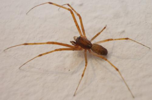 Réf. 315 114 : Linyphia maura