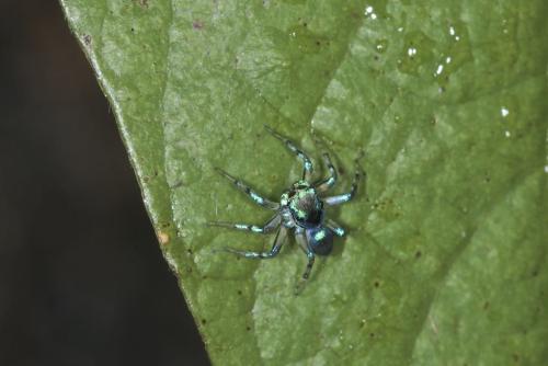 Réf. 315 448 : Phintella sp.
