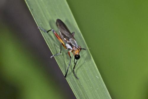 Sepedon aenescens