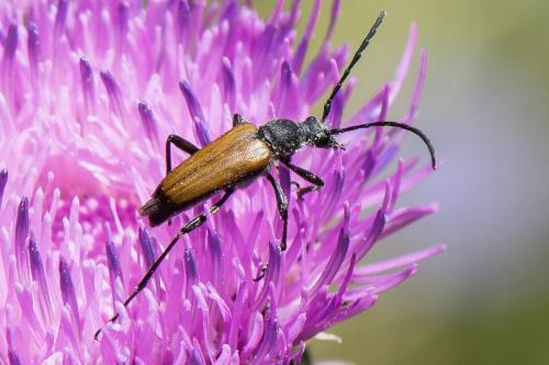 Anastrangalia sanguinolenta