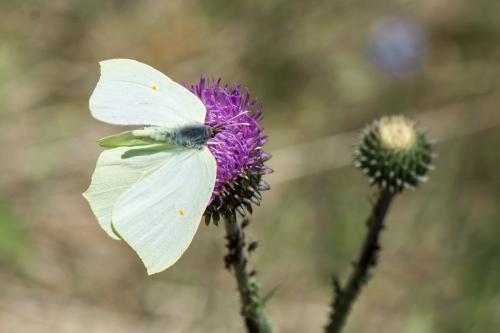 Gonepteryx rhamni