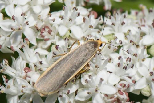 Eilema lurideola