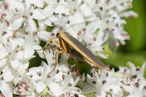 Eilema lurideola