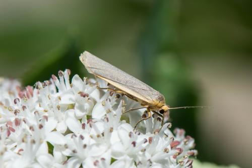Eilema lurideola