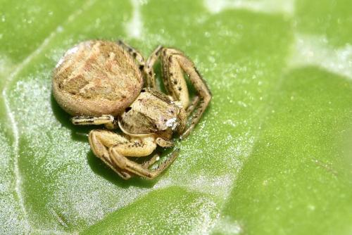 Réf. 315 853 : Xysticus sp.