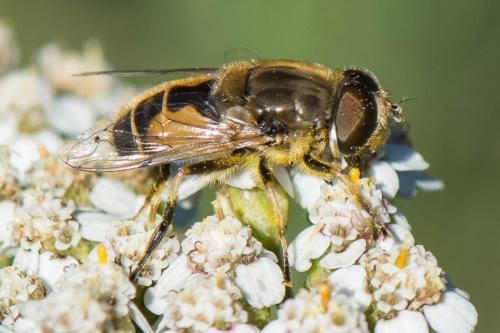 Eristalis arbustorum