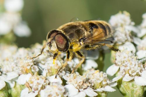 Réf. 315 989 : Eristalis arbustorum