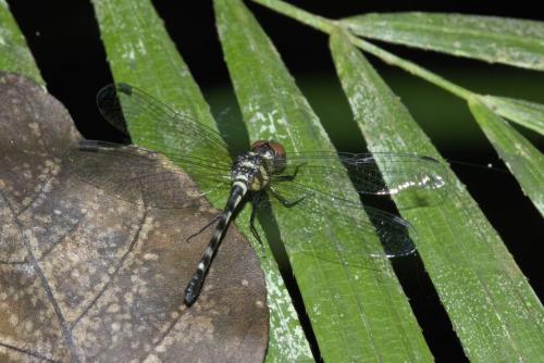 Tetrathemis sp.